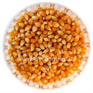 ذرت-Corn